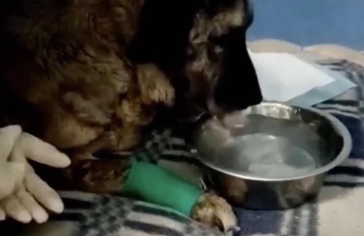 vulcano cane ferito