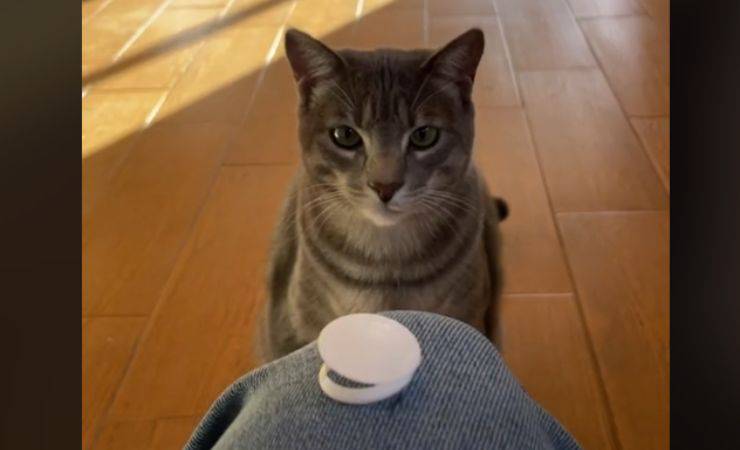 gatto gioca video