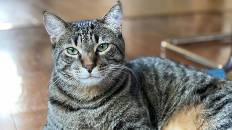gatto virale tik tok