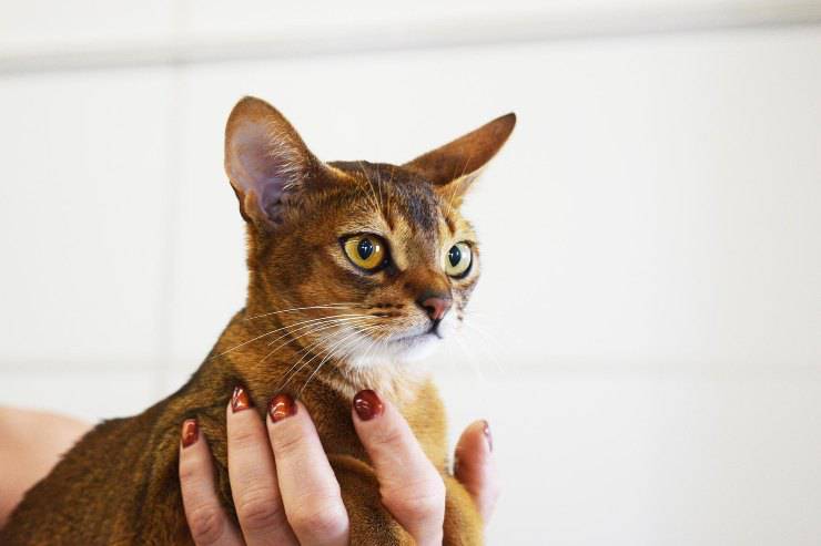 Gatto in braccio alla padrona