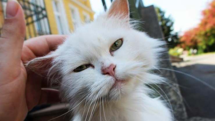 accarezzare gatto