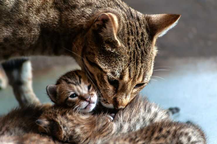 Mamma gatta lecca i suoi piccoli Quando i gattini possono essere separati dalla madre: