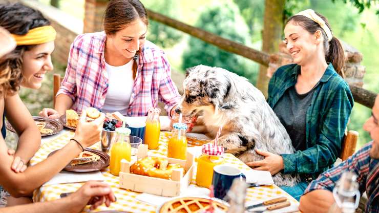 alimentazione cane in vacanza
