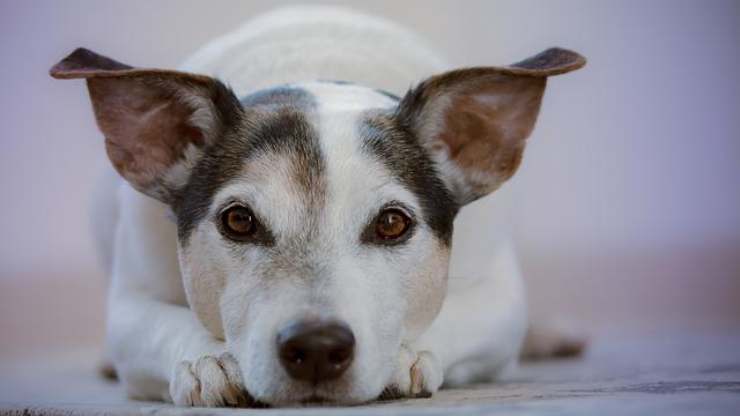 cane