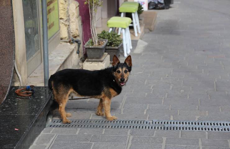 Mandraque cane amore 
