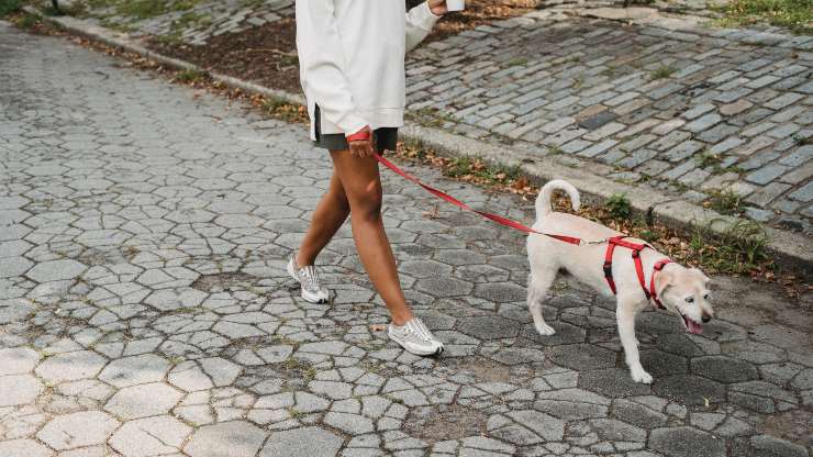 cane a passeggio
