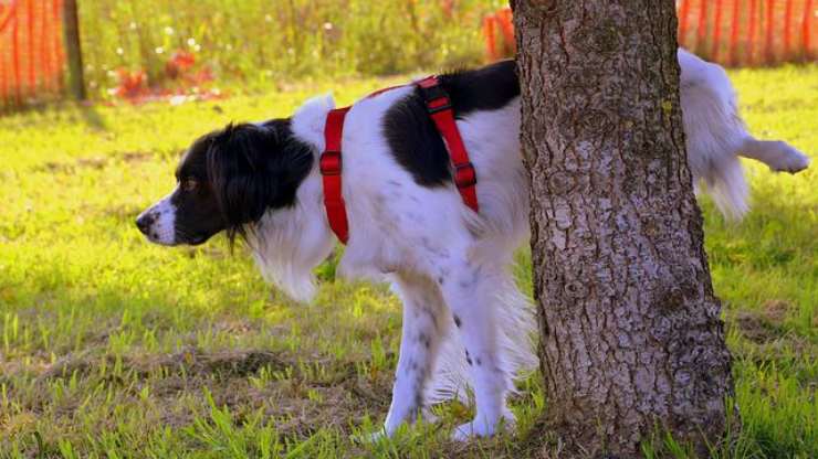 cane alza gamba