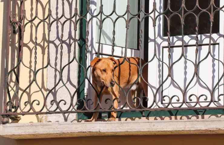 cane solo balcone