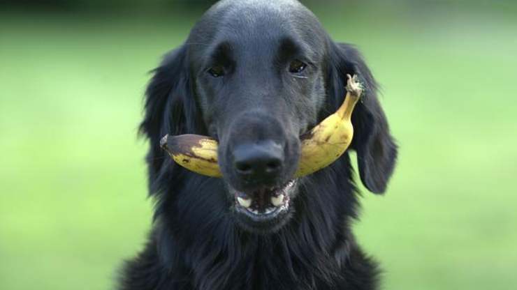 cane banana