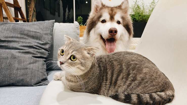 cane e gatto