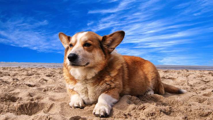 cane in spiaggia