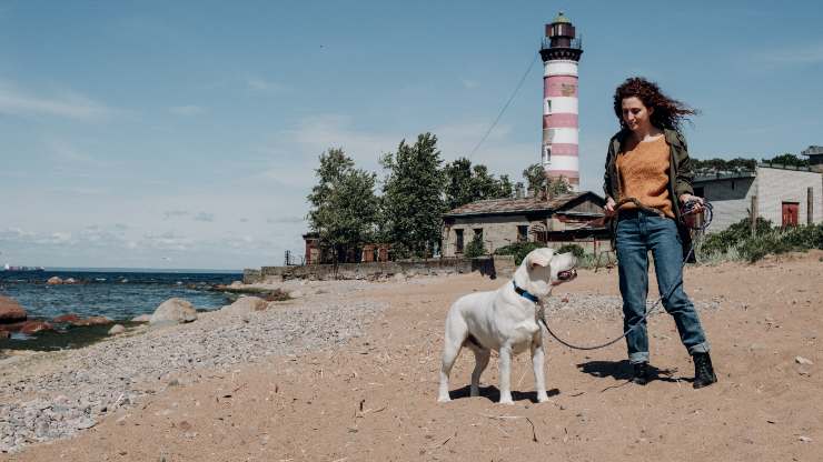 cane in spiaggia