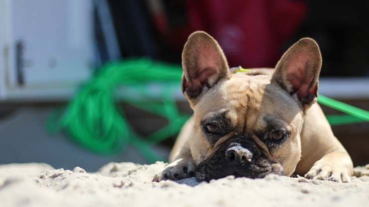 cane in vacanza senza stress