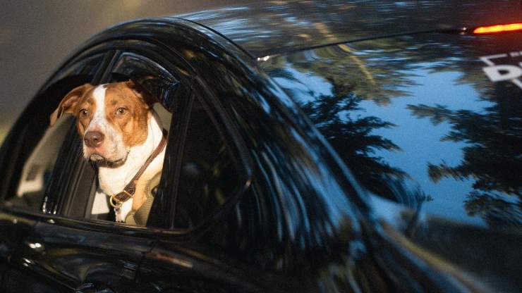cane in viaggio
