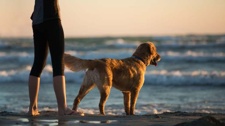 cane riva mare