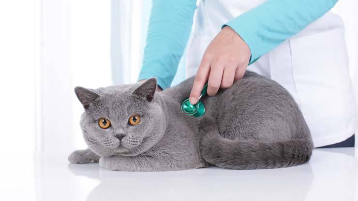 cardiomiopatia dilatativa gatto