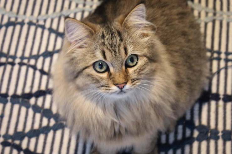 Il gatto curioso in casa