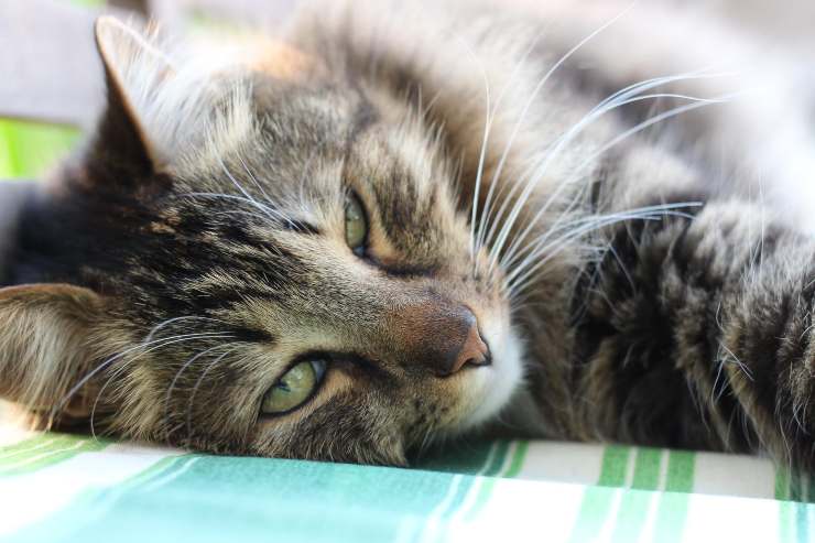 Il felino fa il suo riposino