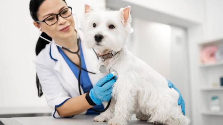 check up completo del cane