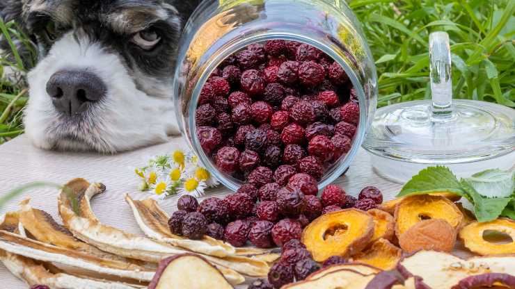 chips alla frutta per cane