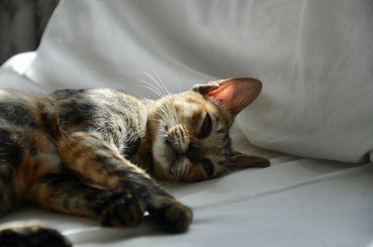 Dermatite allergica alimentare nel gatto Dermatite allergica alimentare nel gatto