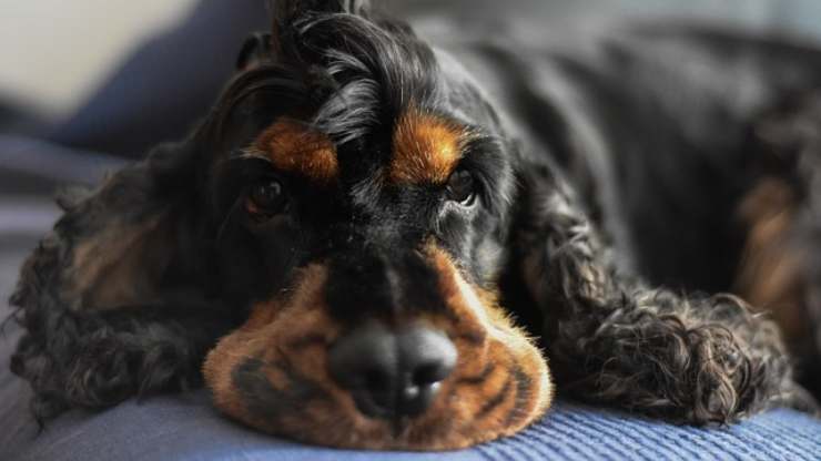 cocker spaniel