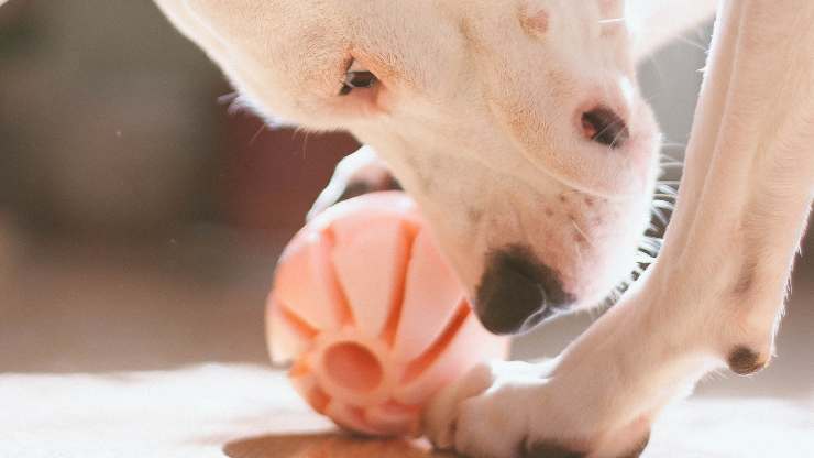 come il cane immagina giocattoli