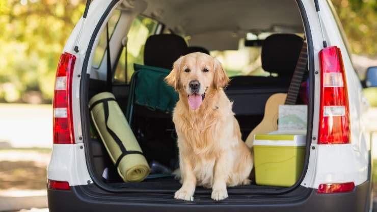 come nutrire il cane prima di partire