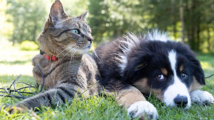 cosa pensa il cane del gatto