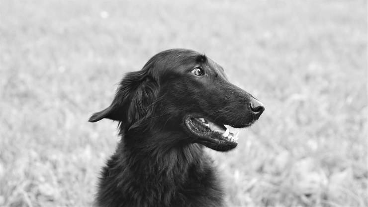Flat Coated Retriever