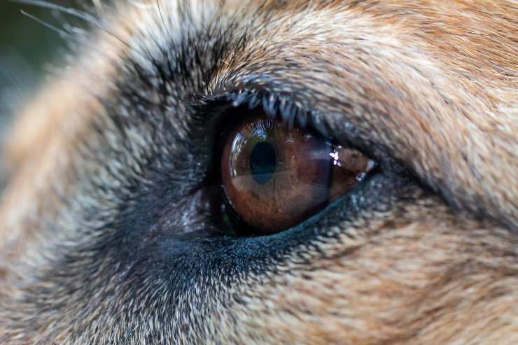 Occhi del cane