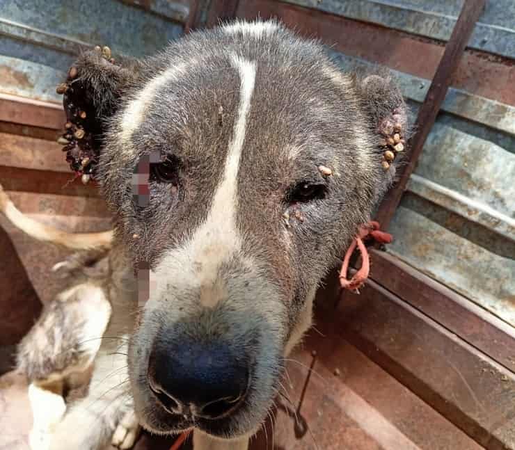 Nove cani abbandonati al loro destino mangiati vivi dalle zecche (Foto Twitter)