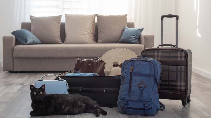 errori da evitare gatto in vacanza
