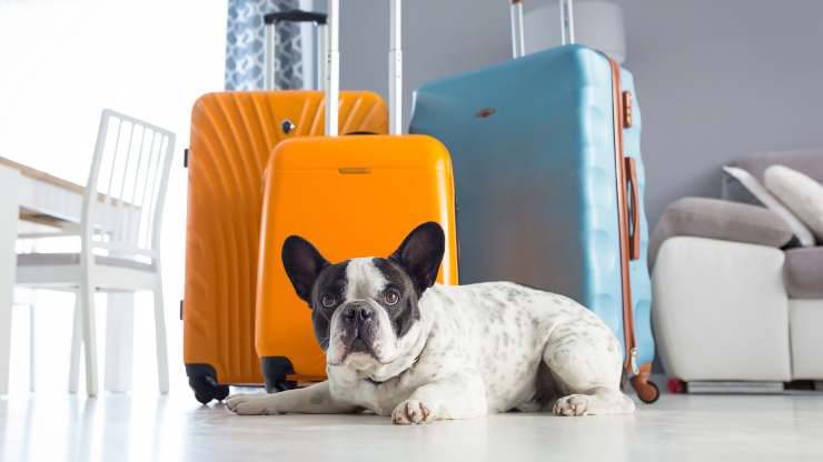 errori da evitare in vacanza con cane