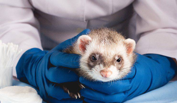 furetto dal veterinario