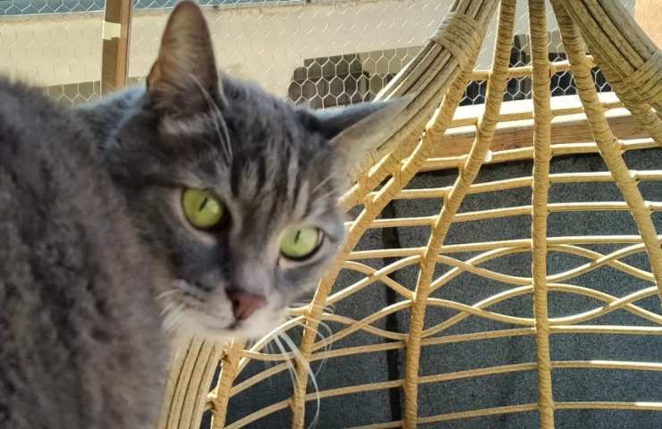 gatti in vacanza hotel specializzato