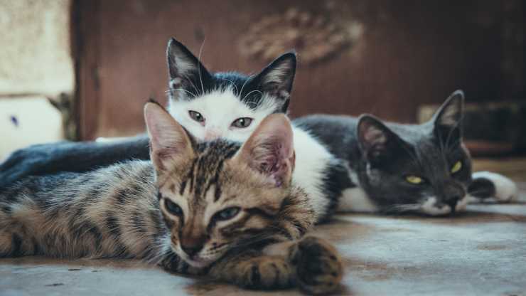 gatti insieme