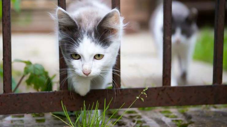 gatto