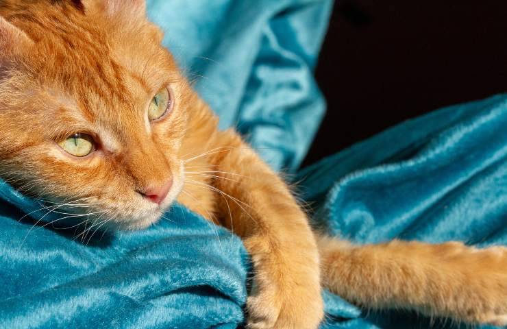 gatto malato