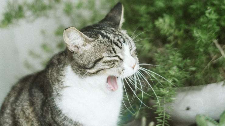 gatto bocca