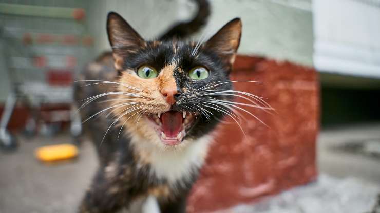 gatto bocca aperta