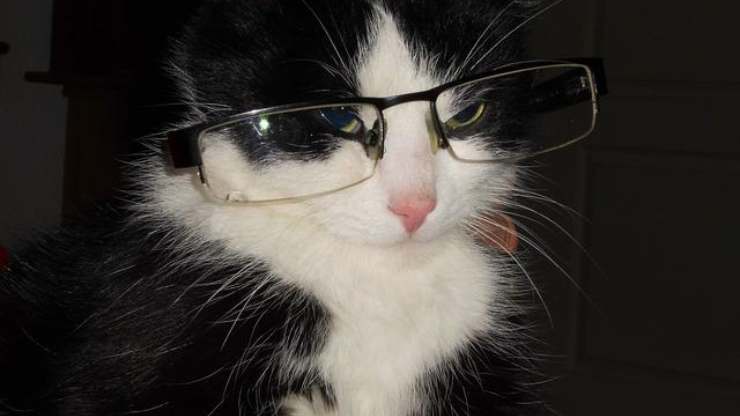 gatto con gli occhiali