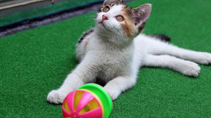 gatto con pallina