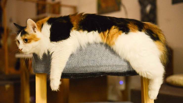 gatto debole