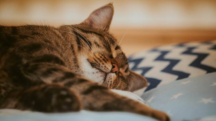 gatto dorme 