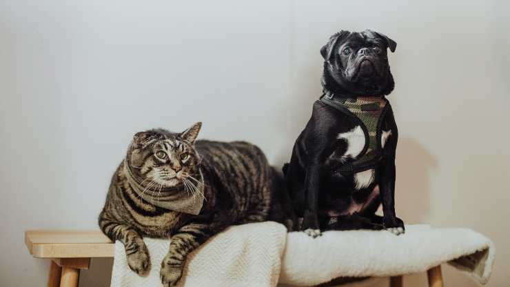 gatto e cane