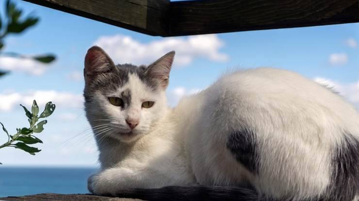 gatto in vacanza