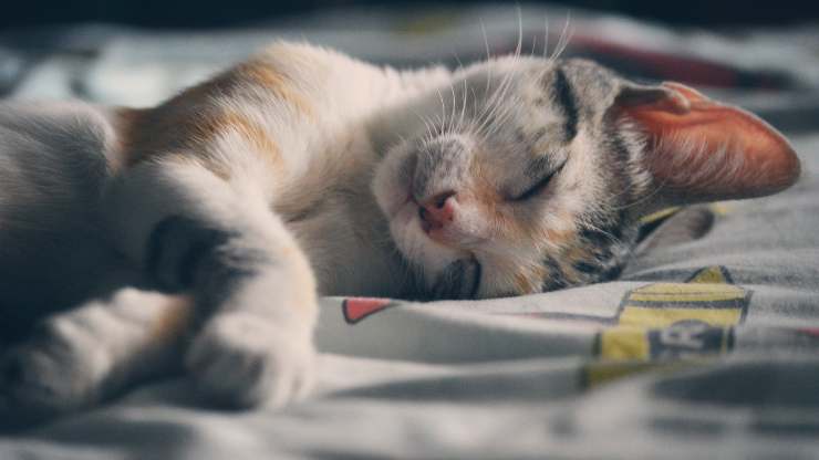 gatto nel letto