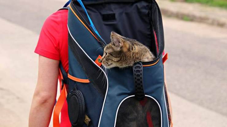 gatto nello zaino