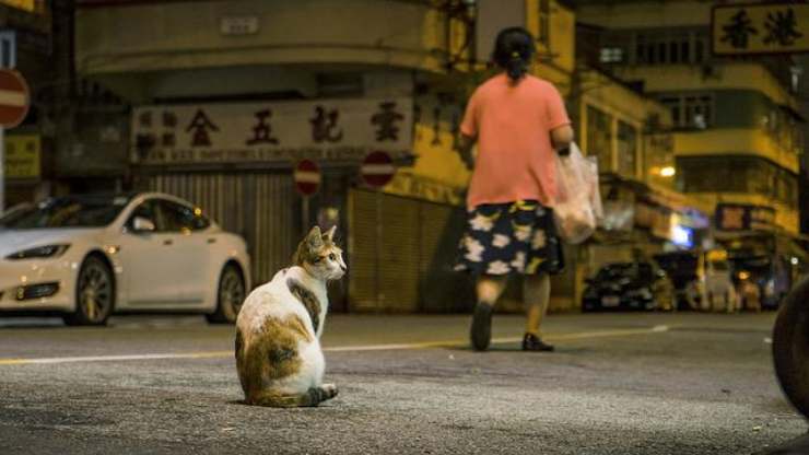 gatto in strada